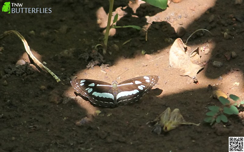 Chestnut-streaked Sailer